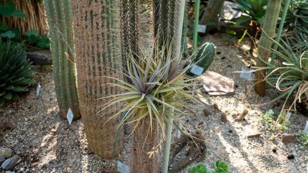 The plants in Munich's botanical garden