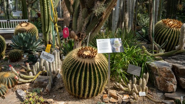 The plants in Munich's botanical garden