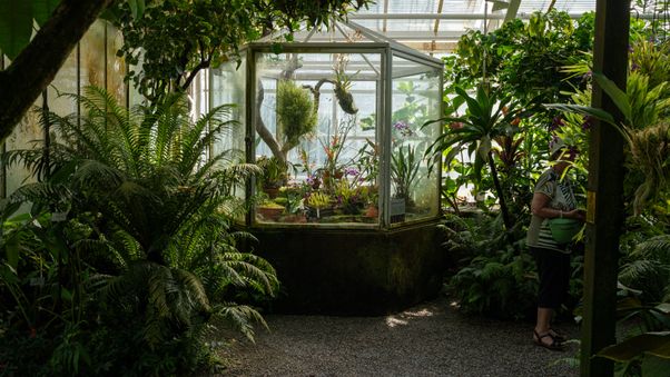 The plants in Munich's botanical garden