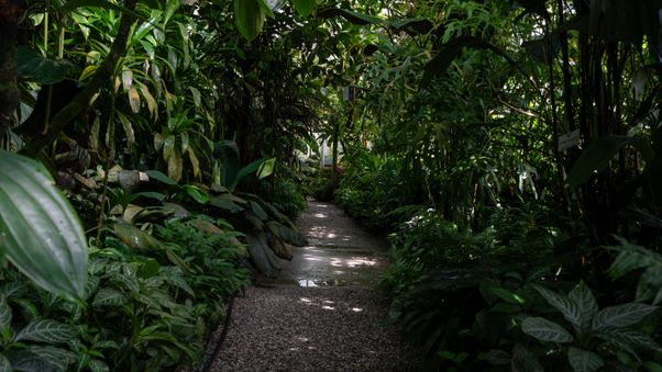 The plants in Munich's botanical garden
