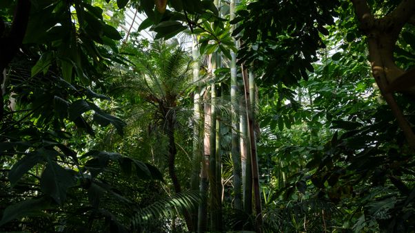The plants in Munich's botanical garden