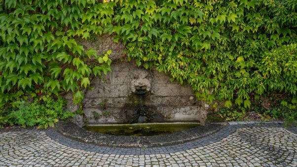 The plants in Munich's botanical garden