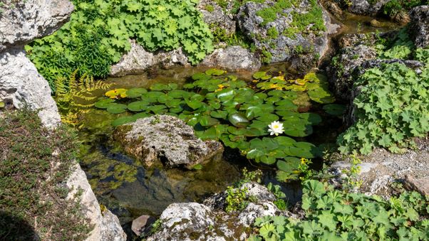 The plants in Munich's botanical garden