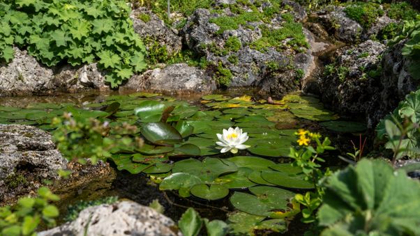 The plants in Munich's botanical garden