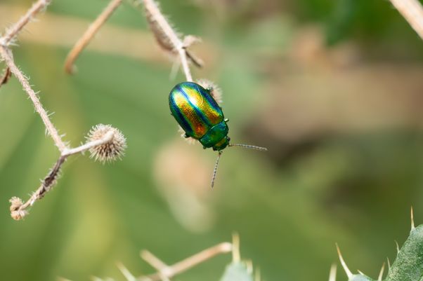Dead-Nettle Leaf Beetle