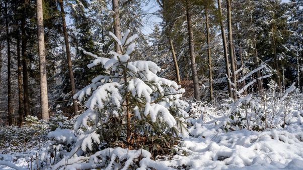 Snowy forest in Haar