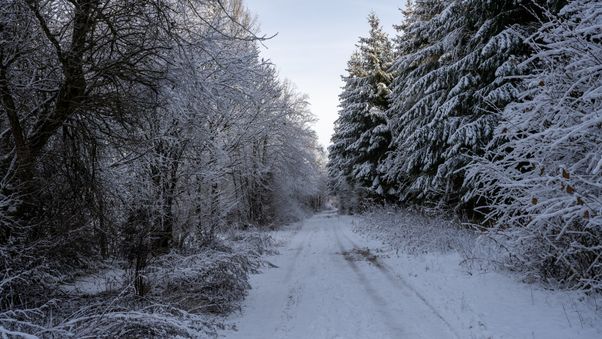 Quiet snowy forest path