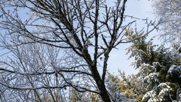 Snow-covered tree branches