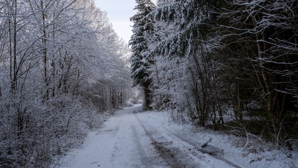 Snowy path through the woods