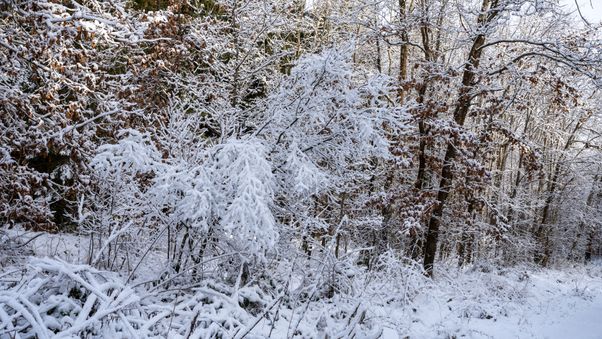 Snow-laden forest bushes