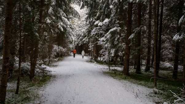Winter walk in forest path