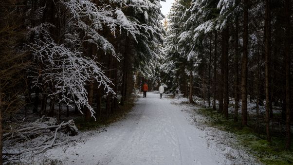 Winter walk in forest path