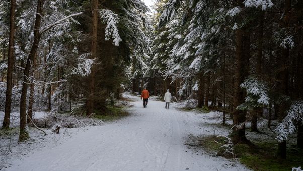 Winter walk in forest path