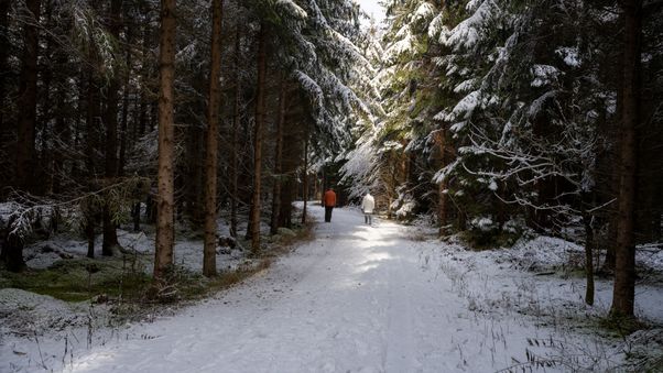 Winter walk in forest path