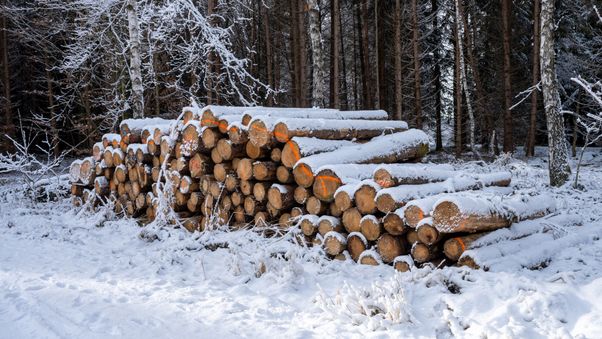 Snowy logs in winter forest