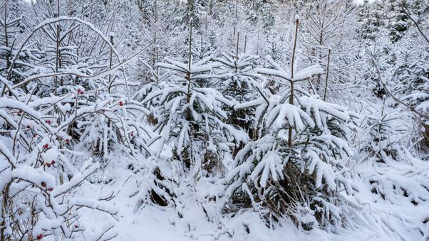Snow-covered young pines