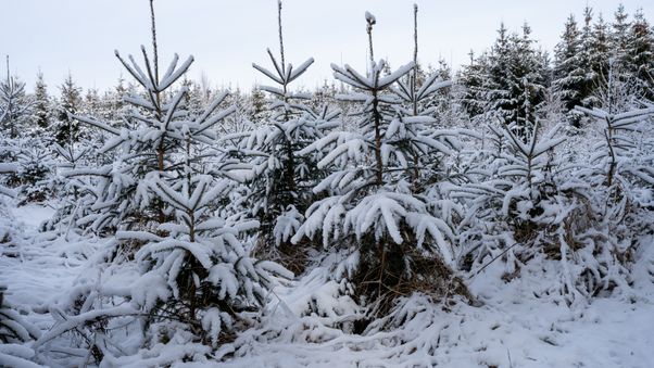 Snow-covered young pines