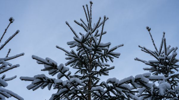 Snowy pine branches skyward