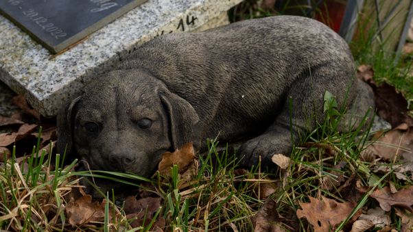 Stone puppy lying on grass