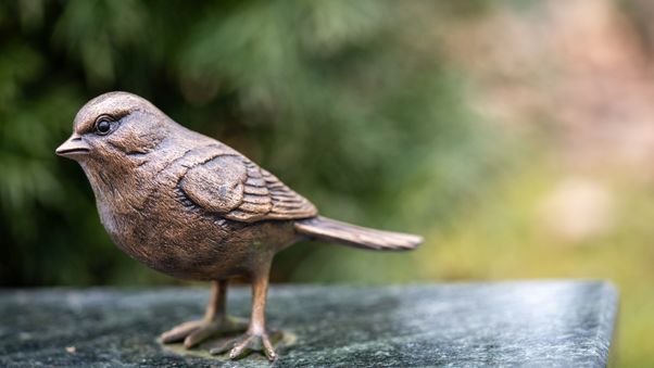 Bronze Sparrow in Focus