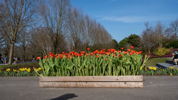 Keukenhof