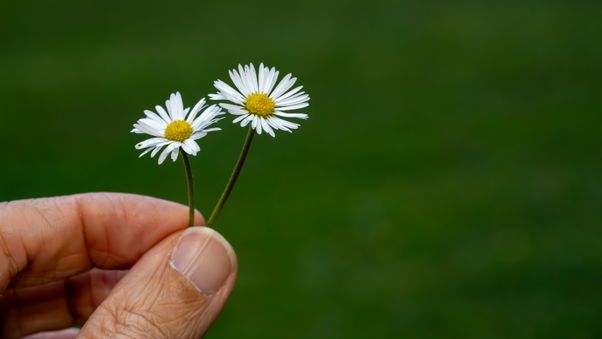 Daisy weed