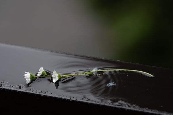 Daisy weed