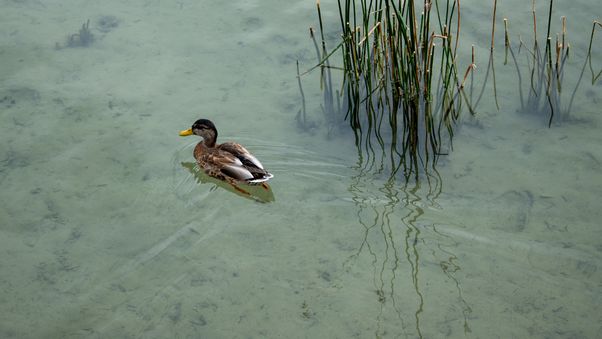 Mallard duck