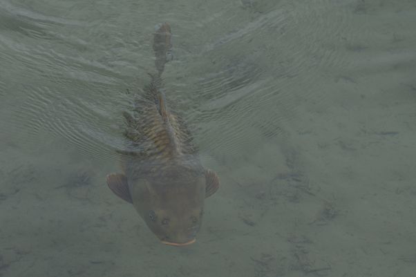 Fake shark