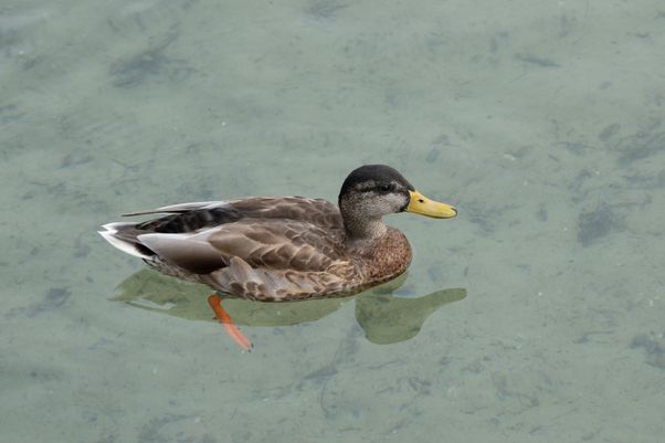 Mallard duck