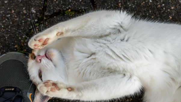 The cat