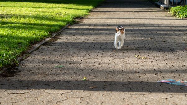 Cat walking
