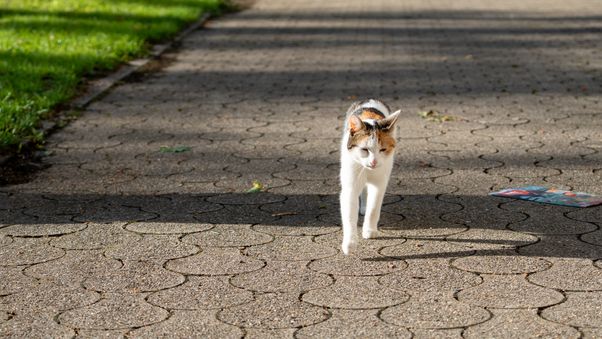 Cat walk