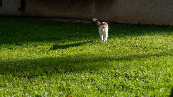 Cat walk