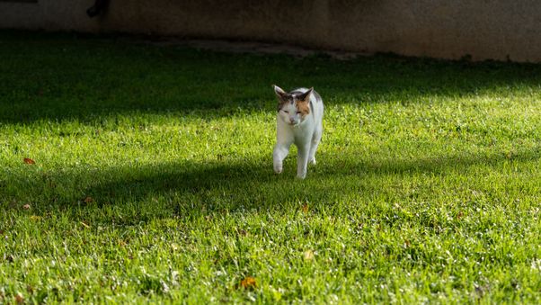Cat walk