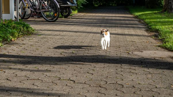 Cat walk