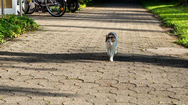 Cat walk