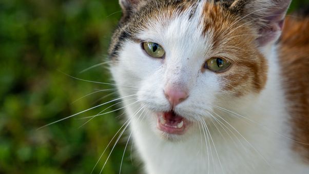 Cat face