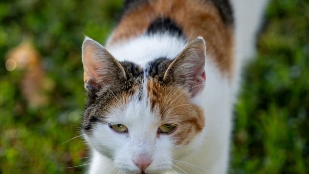Cat's face