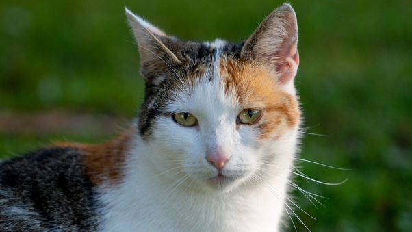 Cat face