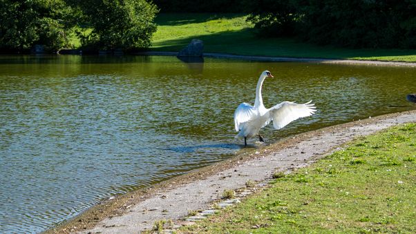 Swan