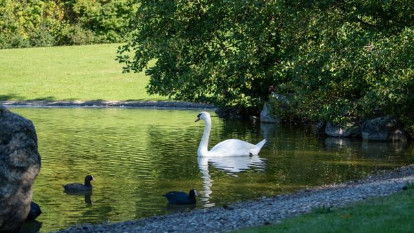 White swan
