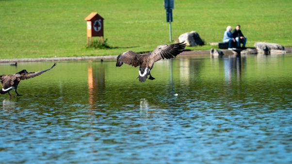 Two geese