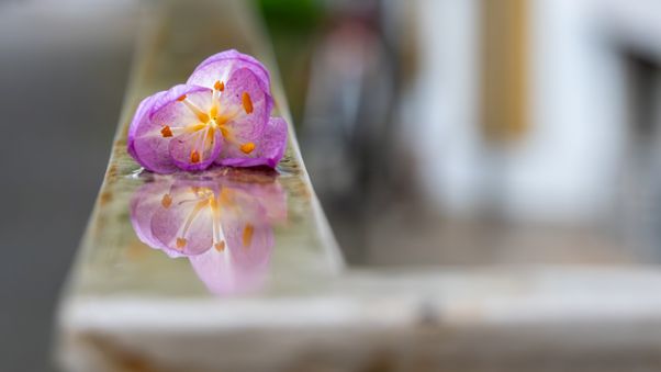 Crocus flower