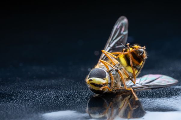 Dead bee
