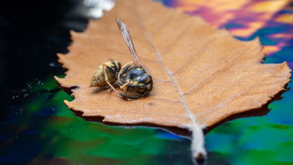 Dead bee