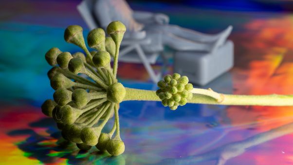 Ivy seeds
