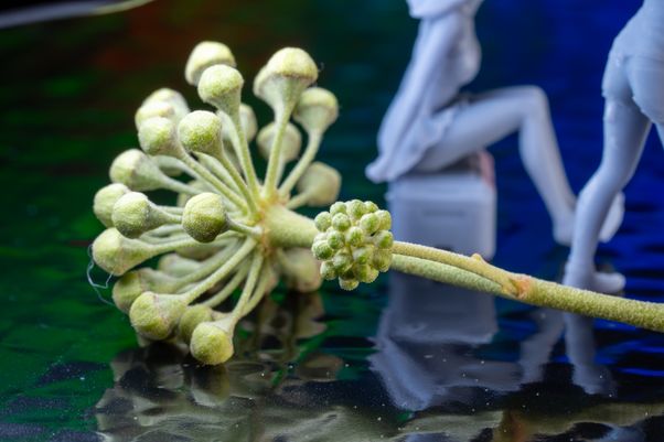 Ivy seeds