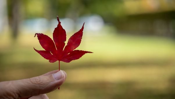 Maple leaf