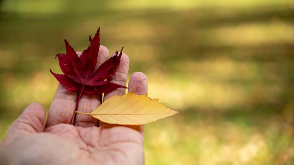 Maple leaf